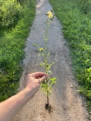 Sonchus oleraceus