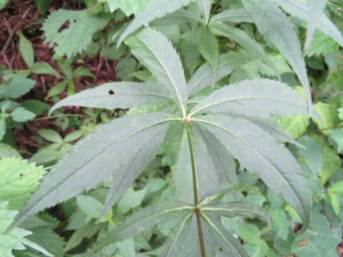 Image of Veronicastrum japonicum by (c) Marco Mussita, some rights reserved (CC BY)