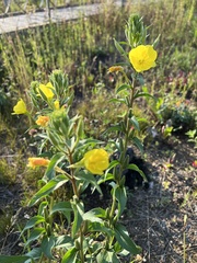 Oenothera rubricaulis