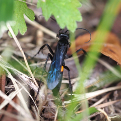 Anoplius samariensis