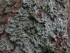 Hypogymnia farinacea