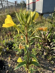 Oenothera rubricaulis
