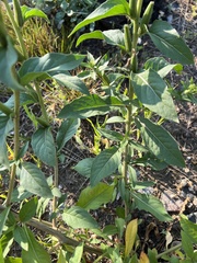 Oenothera rubricaulis