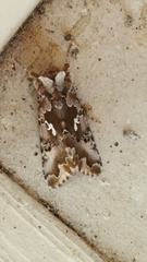Autographa corusca