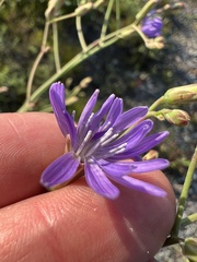 Lactuca tatarica