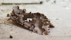 Autographa corusca