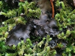 Peltigera elisabethae