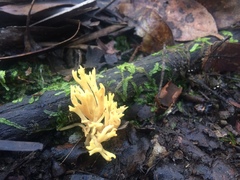 Phaeoclavulina flaccida