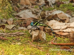 Polycanthagyna melanictera