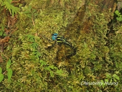 Polycanthagyna melanictera