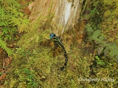 Polycanthagyna melanictera