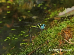 Polycanthagyna melanictera