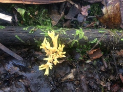 Phaeoclavulina flaccida