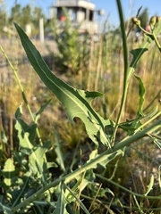 Lactuca tatarica