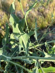 Lactuca tatarica