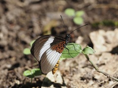 Acraea aganice