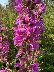 Lythrum salicaria