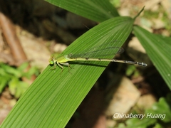 Ceriagrion fallax fallax
