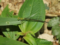 Ceriagrion fallax fallax