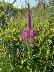 Lythrum salicaria