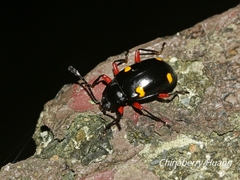 Eumorphus quadriguttatus pulchripes