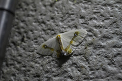 Macrocilix mysticata watsoni