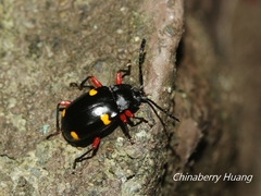Eumorphus quadriguttatus pulchripes