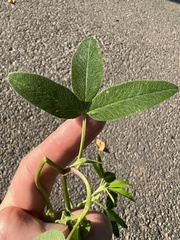 Trifolium medium
