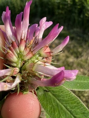Trifolium medium