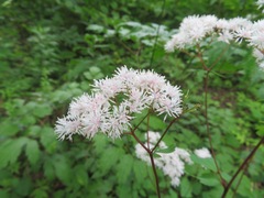 Thalictrum tuberiferum