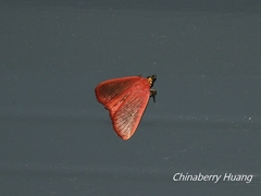 Arctioblepsis rubida