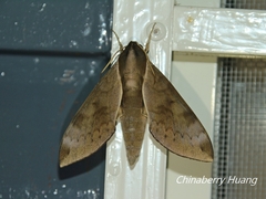 Acosmerycoides harterti