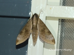 Acosmerycoides harterti