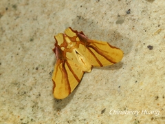 Trotocraspeda divaricata