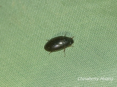 Sternolophus rufipes