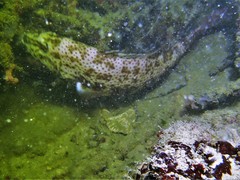 Epinephelus