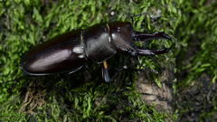 Prismognathus dauricus