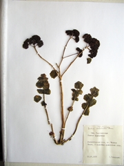 Hylotelephium ussuriense