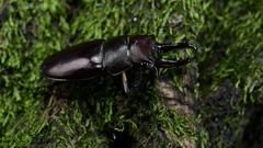Prismognathus dauricus