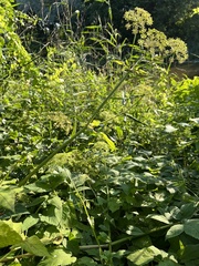 Aegopodium podagraria