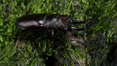 Prismognathus dauricus