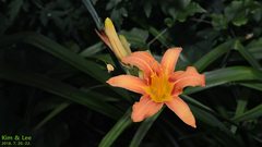 Hemerocallis fulva