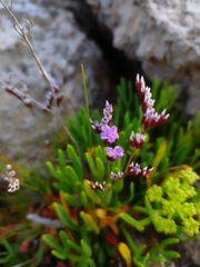 Limonium ovalifolium
