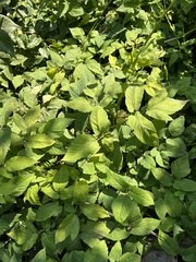 Aegopodium podagraria