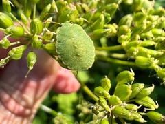 Aegopodium podagraria