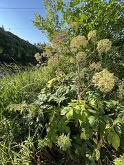 Angelica archangelica
