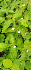 Impatiens minor