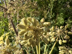 Angelica archangelica