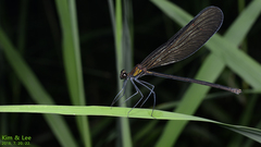 Atrocalopteryx atrata