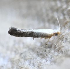 Argyresthia subreticulata